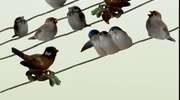 „Porcelanowa ornitologia” 
