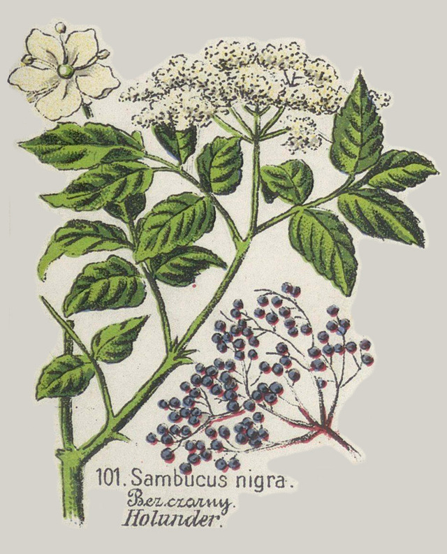 Kosmetyczny ocet z kwiatów czarnego bzu