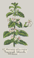 Melisowa pomadka do kącików ust