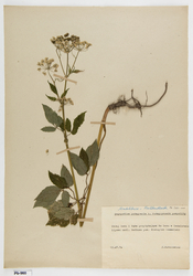 Kiszony podagrycznik